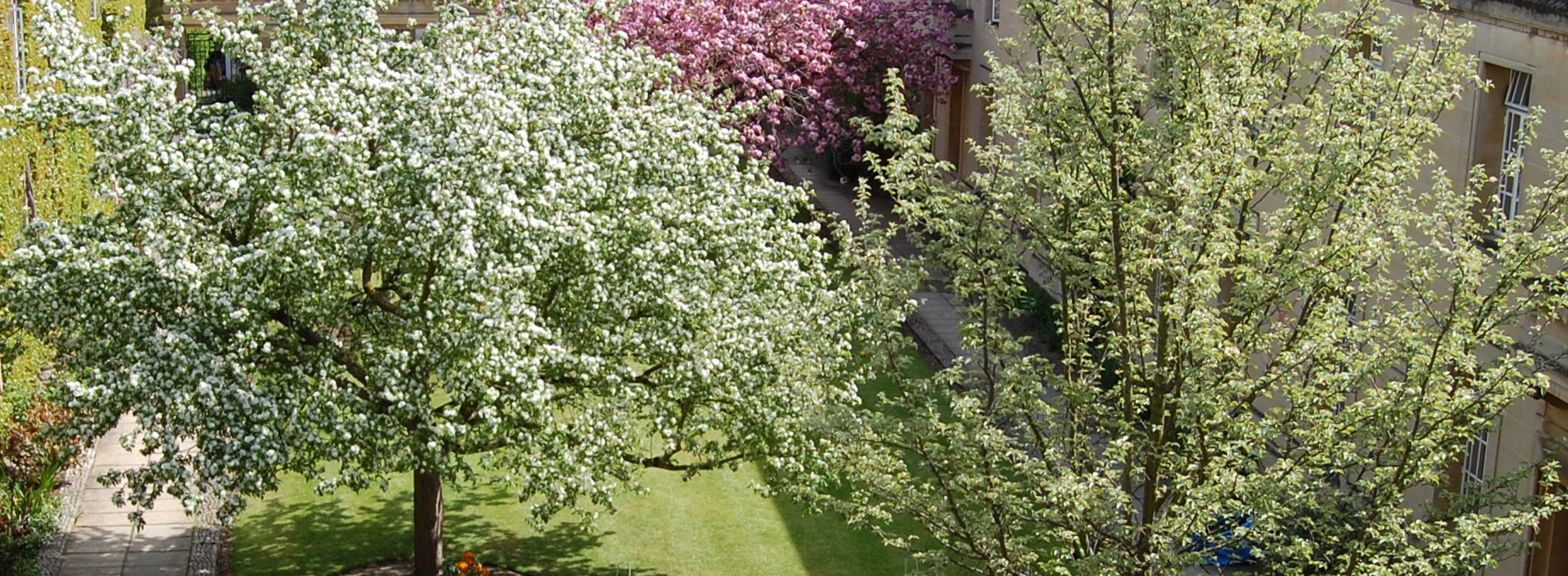 cropped-2-quad-trees